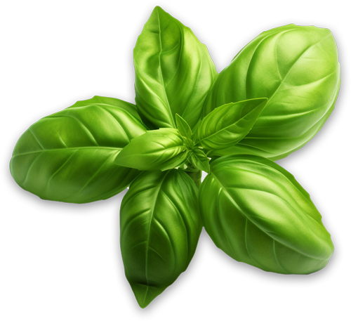 Basil--2
